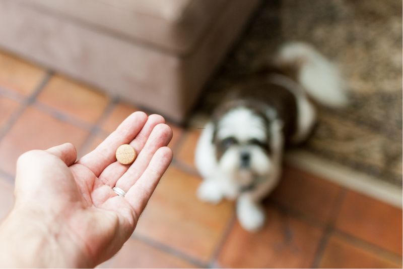 leishmania cane farmaci - Teknofarma