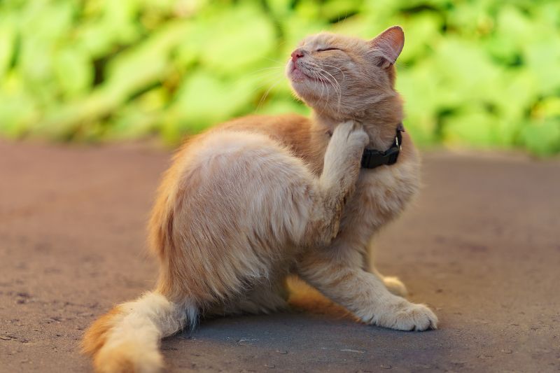 malassezia gatto - Teknofarma