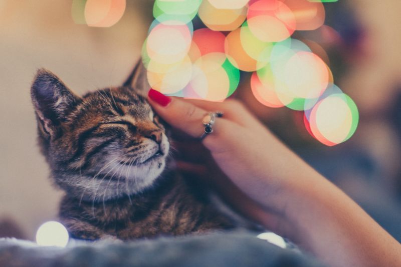 capodanno gatto - Teknofarma