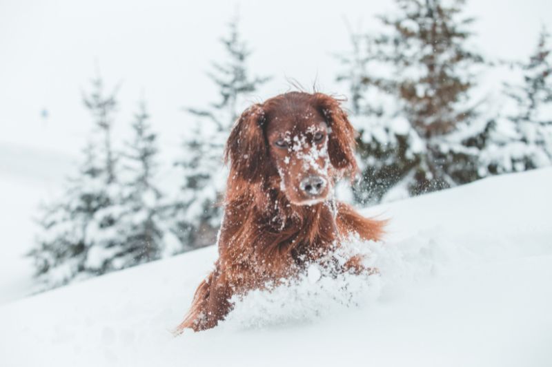 come proteggere cane dal freddo - Teknofarma