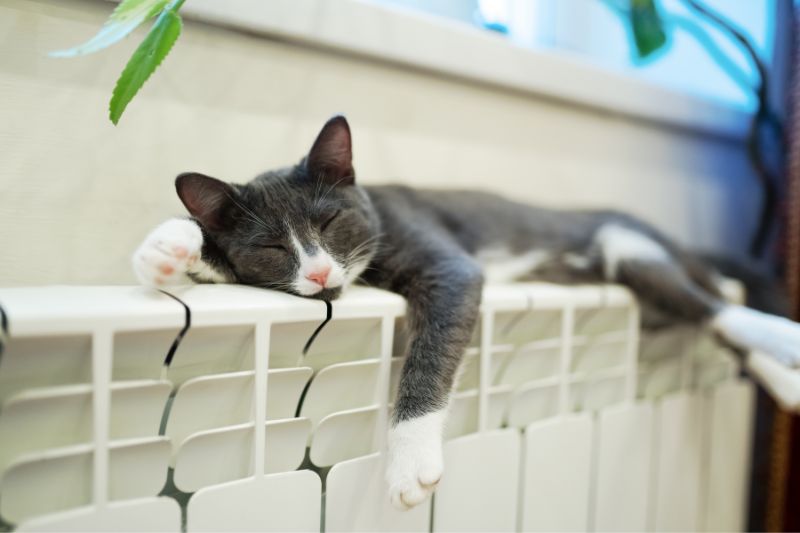 come proteggere gatto dal freddo - Teknofarma