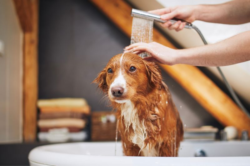 giardia cane - Teknofarma