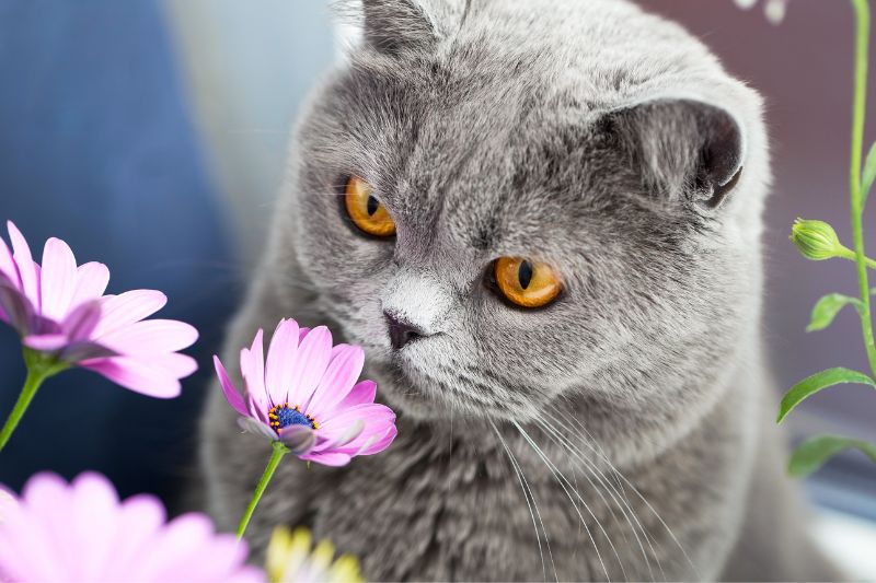 intossicazione pianta gatto - Teknofarma