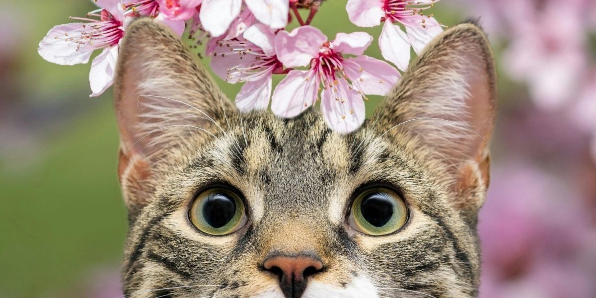 piante tossiche gatti - Teknofarma