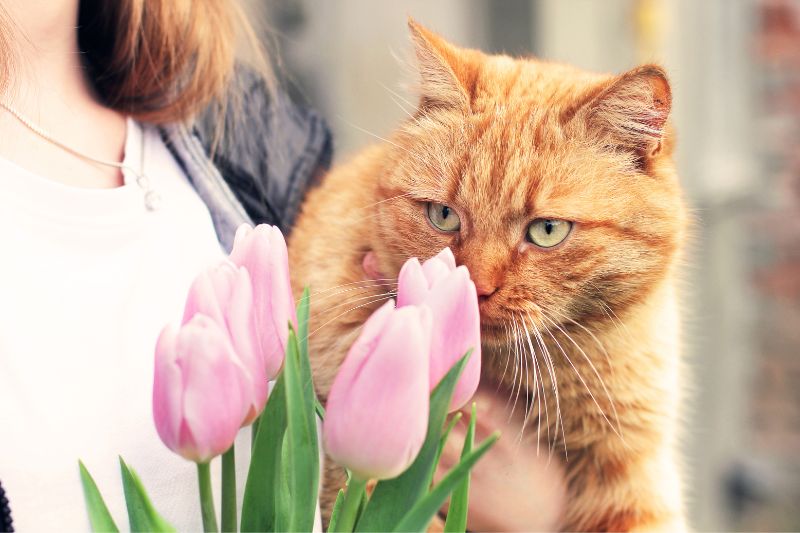 piante tossiche gatto - Teknofarma