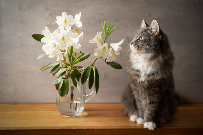 piante velenose gatto - Teknofarma