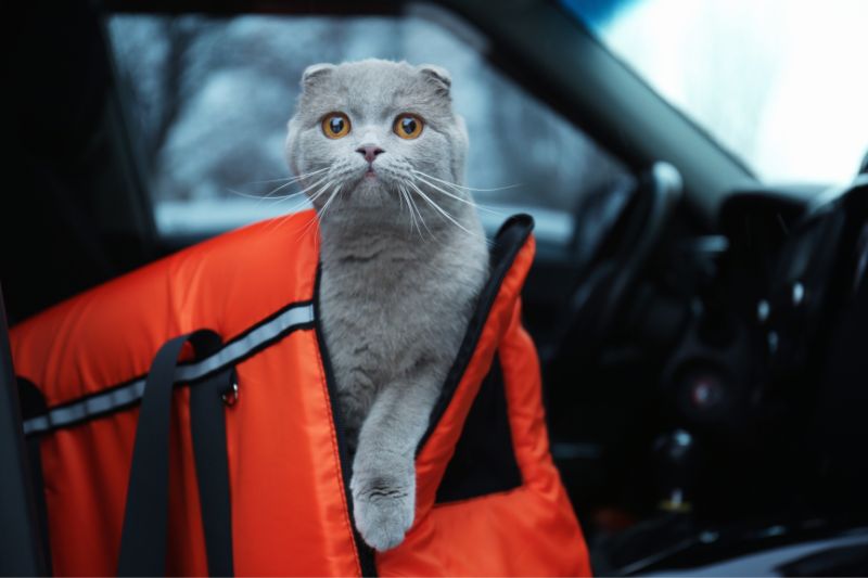 stress auto gatto - Teknofarma