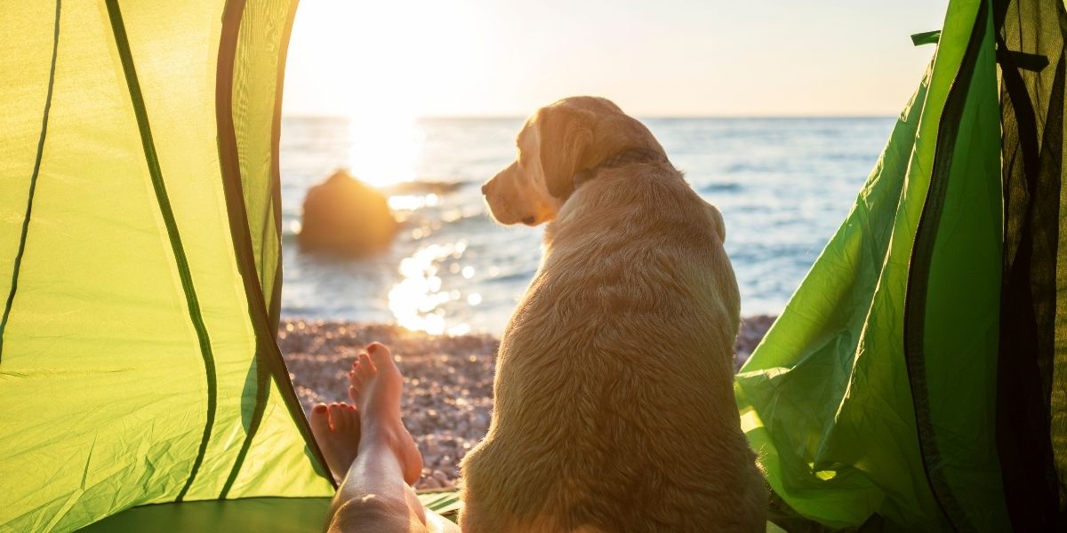 stress vacanze gatto - Teknofarma
