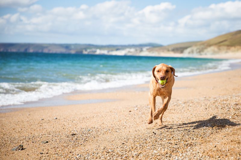 vacanze pet friendly - Teknofarma