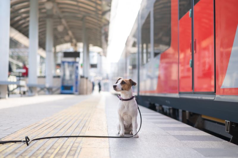 stress viaggio cani - Teknofarma