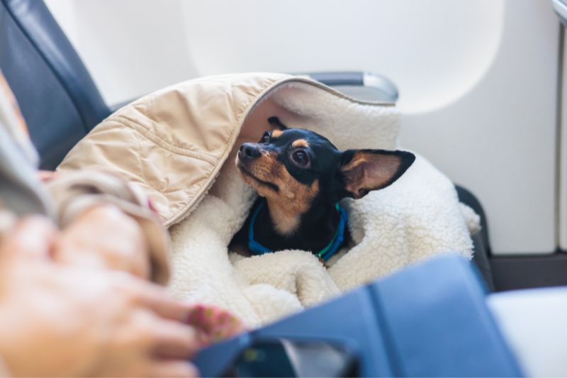 stress viaggio gatto - Teknofarma