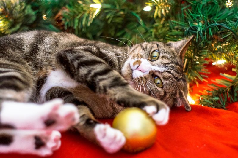 capodanno cane - Teknofarma
