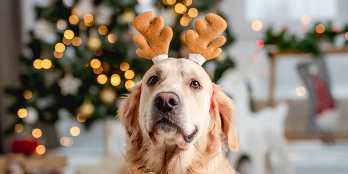 feste natale cane gatto - Teknofarma