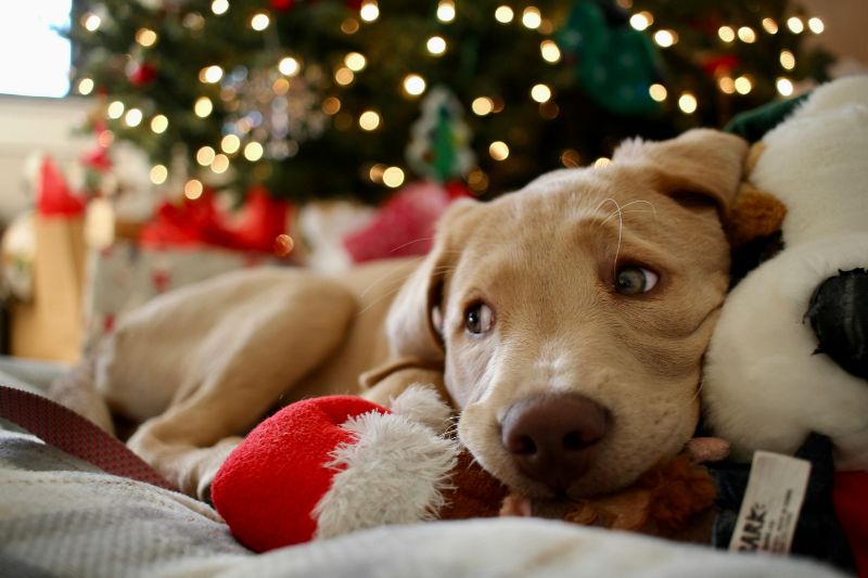feste natale gatti - Teknofarma