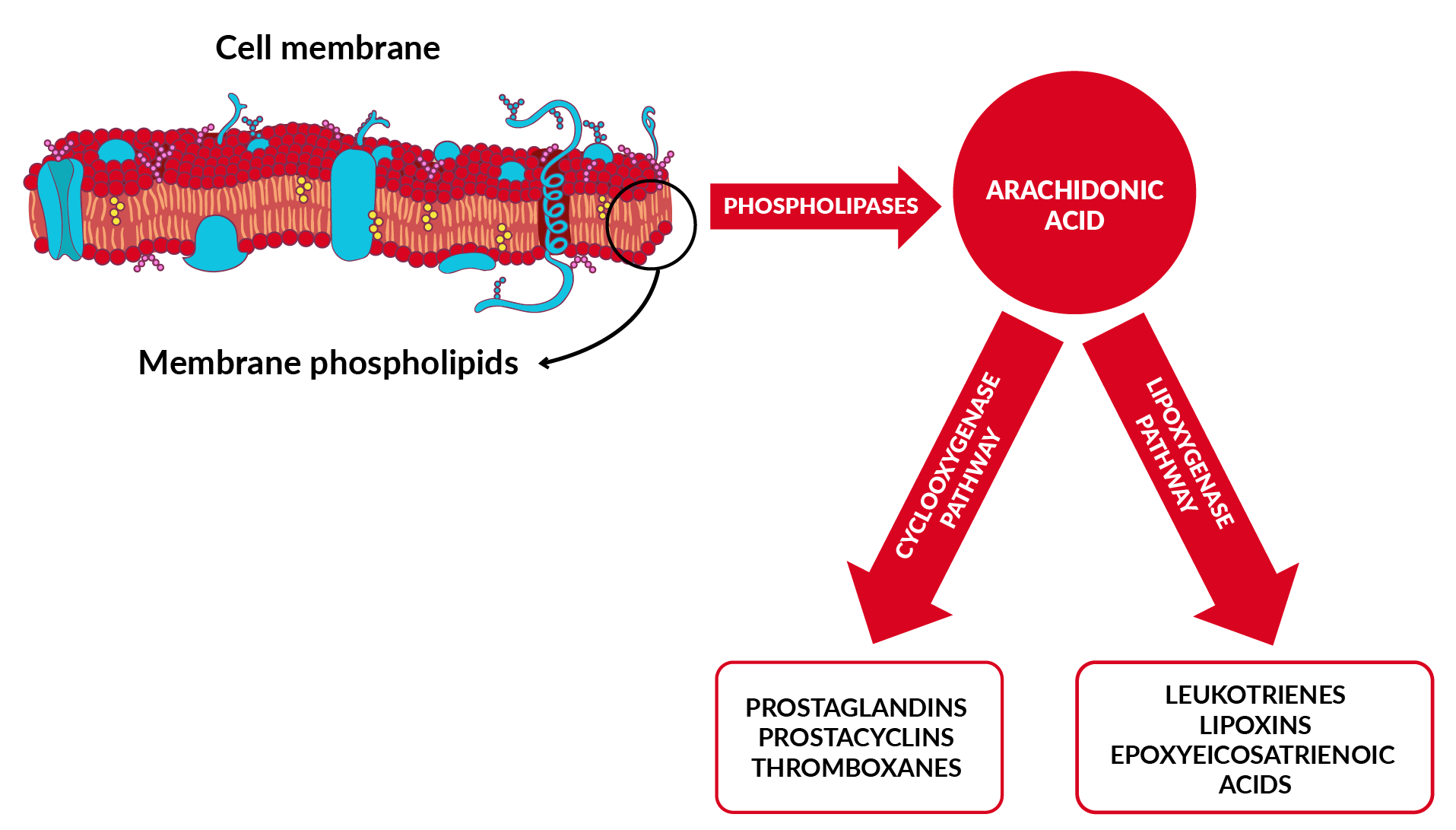 anti inflammatory for dogs and cats - Teknofarma