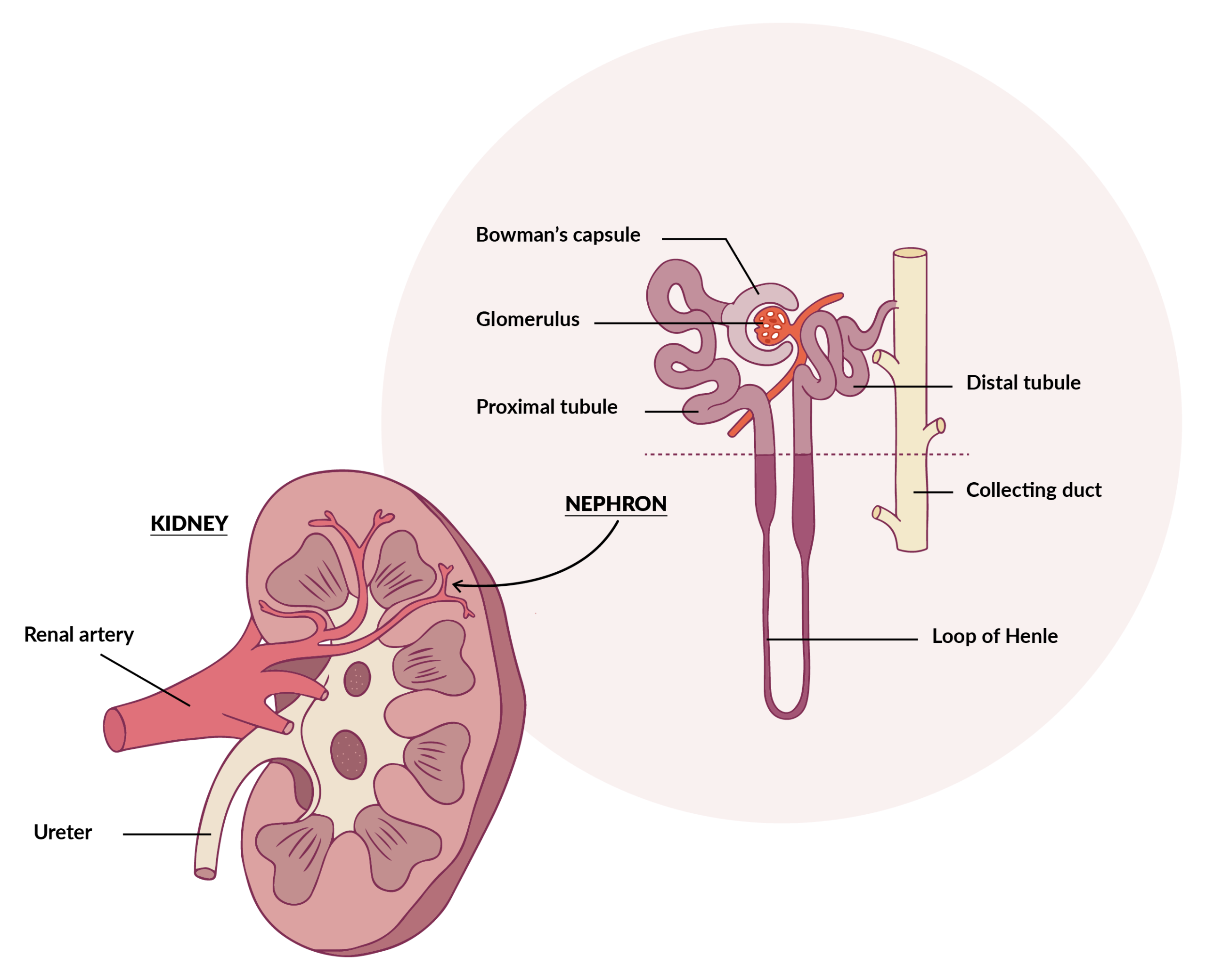 canine heart murmur scaled - Teknofarma