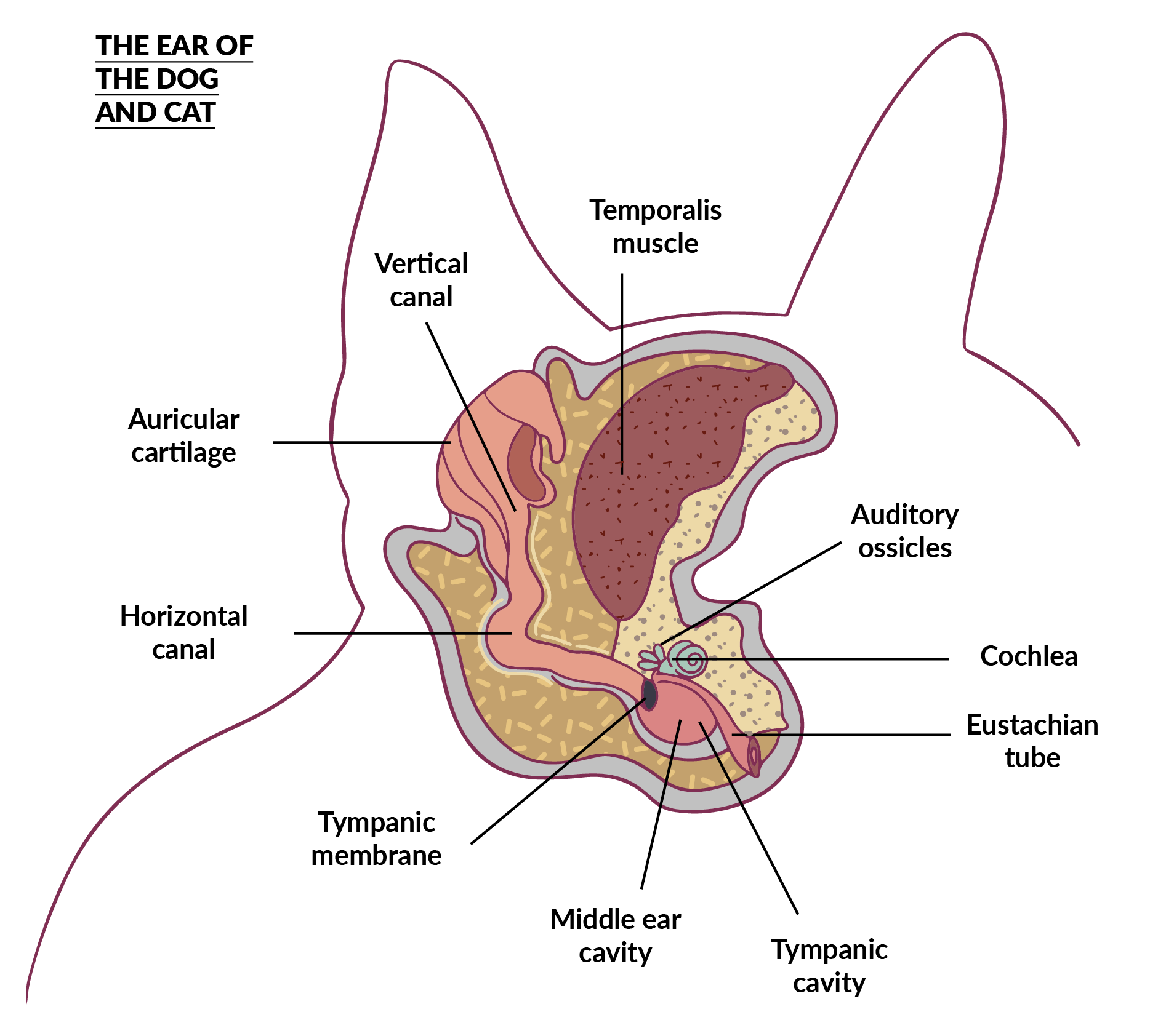 cat dog ear - Teknofarma