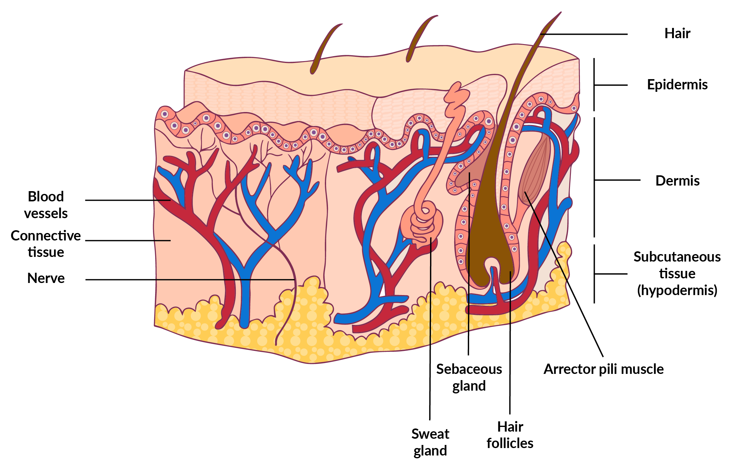 dermatitis - Teknofarma