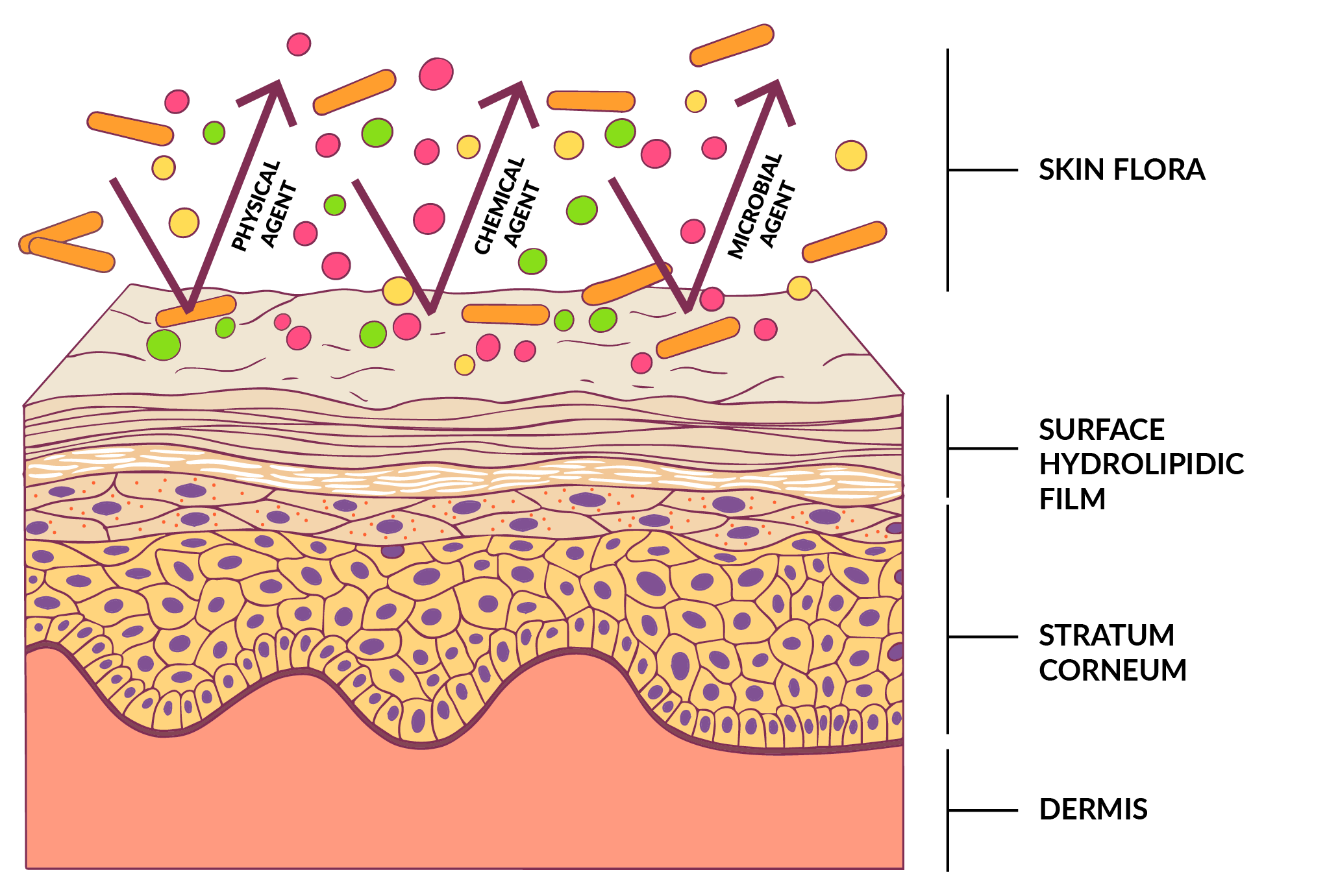 skin barrier - Teknofarma