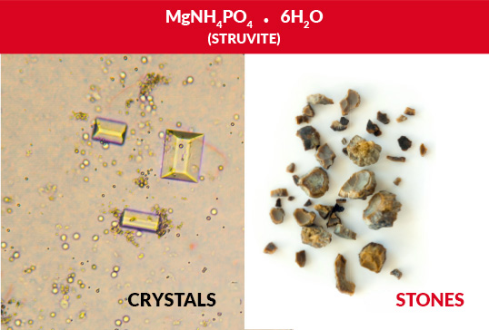 stones struvite - Teknofarma