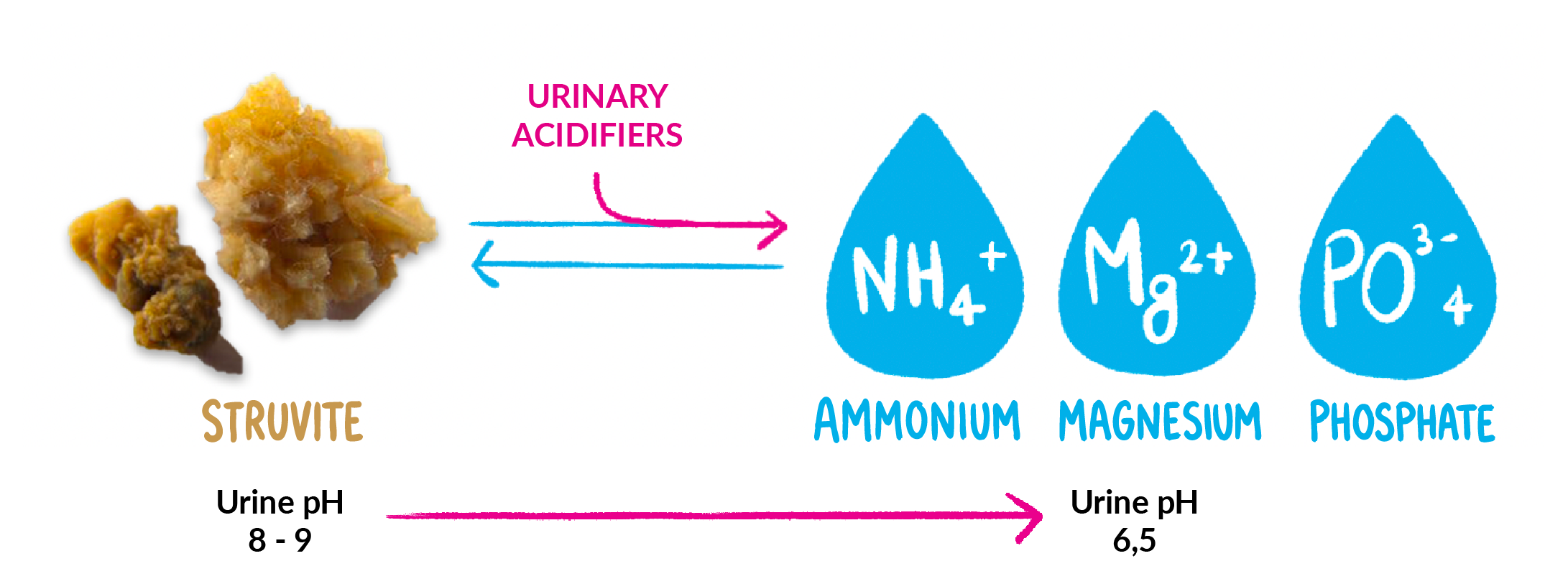urinary acidifiers - Teknofarma