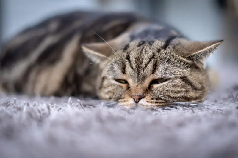 edema polmonare gatto cura - Teknofarma