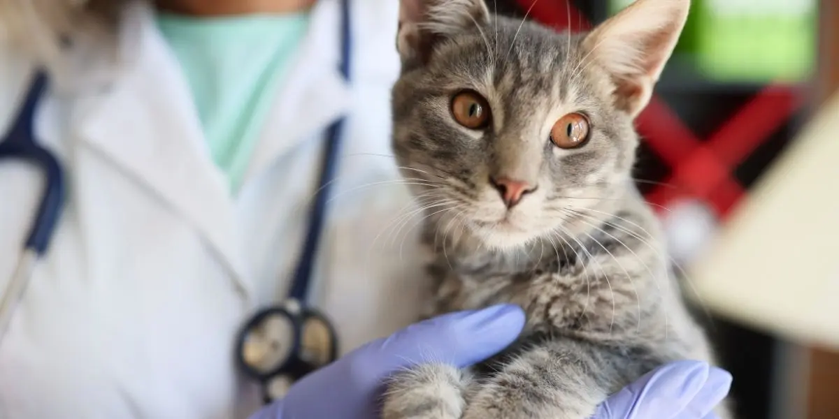 Gatto in visita veterinaria