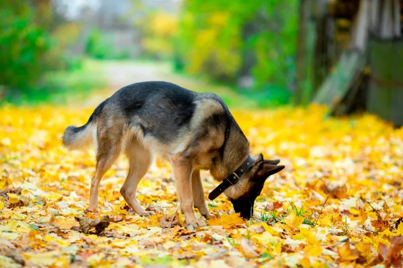 erbe velenose per cani - Teknofarma