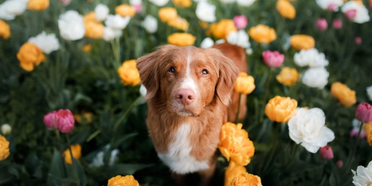 piante velenose cani - Teknofarma