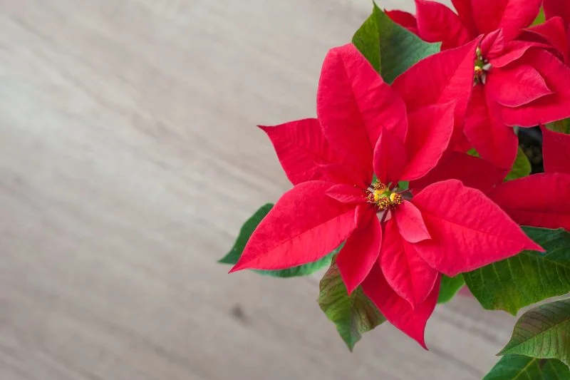 stella di natale cane - Teknofarma