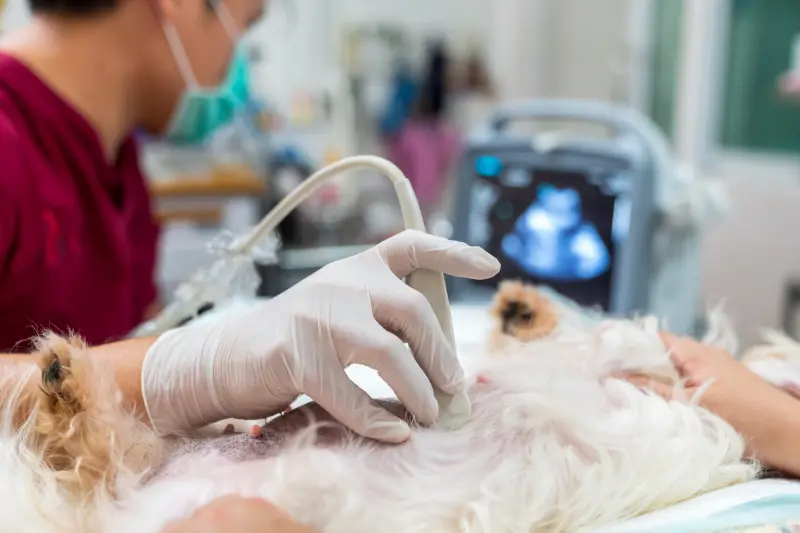 Ecocardiografia nel cane, esame strumentale utile in caso di edema polmonare nel cane.