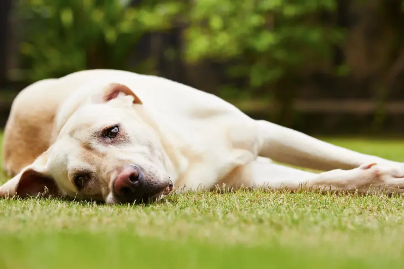 edema polmonare nel cane - Teknofarma